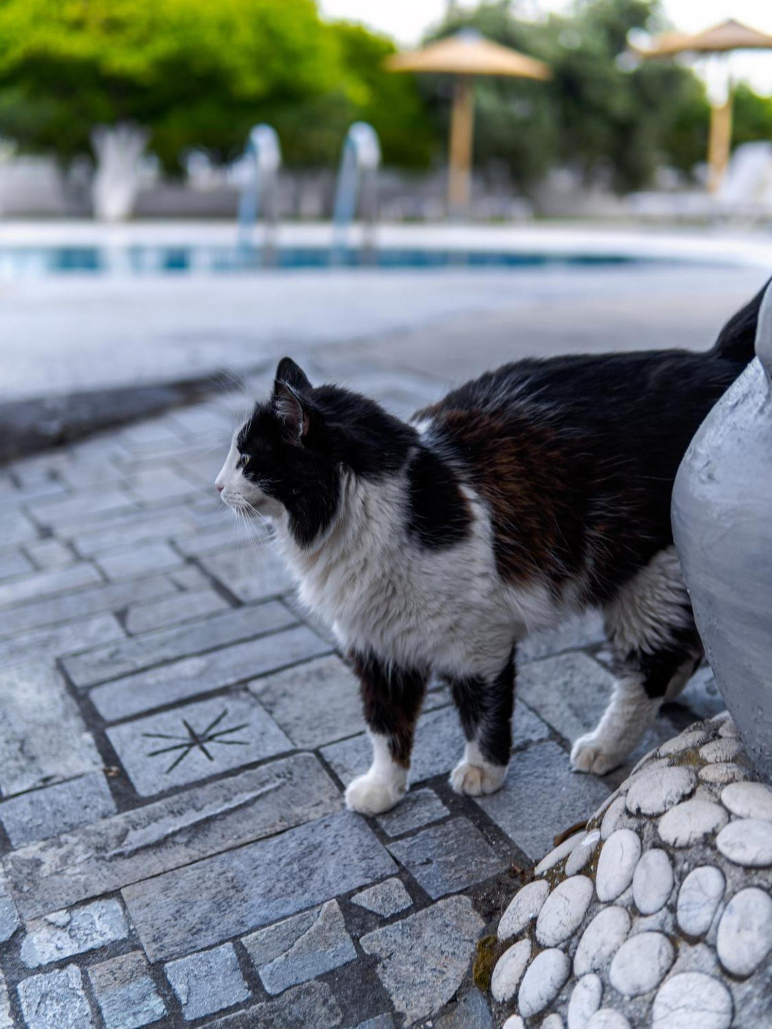 Manos Pension Faliraki Exteriér fotografie